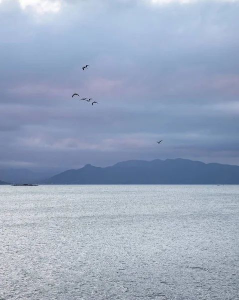 Vertikální Záběr Hejna Ptáků Letících Proti Zamračené Obloze Nad Mořem — Stock fotografie