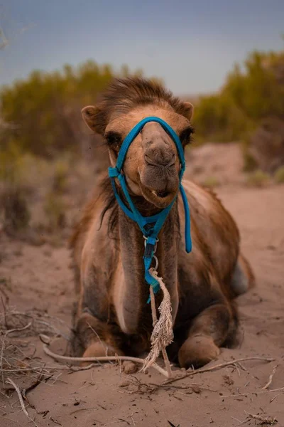 Eine Vertikale Nahaufnahme Eines Schönen Kamels Der Wüste — Stockfoto