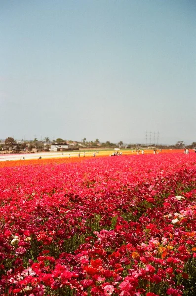 Uma Bela Paisagem Flores Vermelhas Contra Céu Azul Ensolarado — Fotografia de Stock