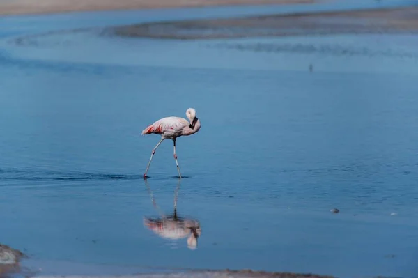 Närbild Ensam Flamingo Stående Vatten — Stockfoto