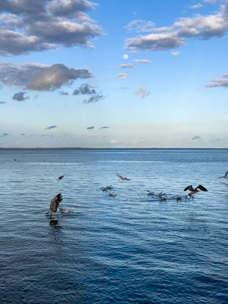 Flock Seagull Birds Fly Sea — Stockfoto