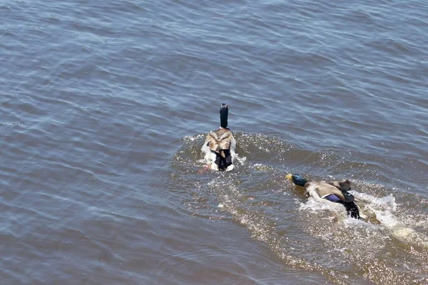 Suda Güzel Bir Yaban Ördeği Çifti — Stok fotoğraf