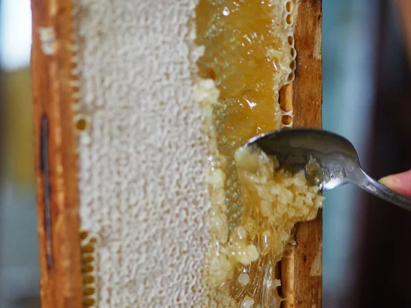 Natural Raw Honey Being Filtered Dripped Strainer Filter Our Bees — Stock Fotó