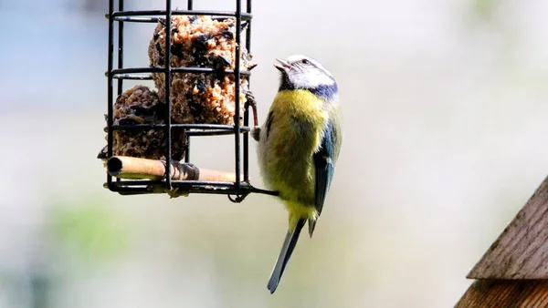 Soft Focus Eurasian Blue Tit Eating Fat Balls Feeder — Fotografia de Stock