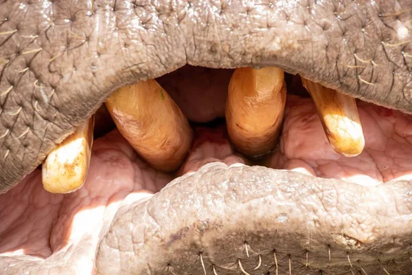 Närbild Bild Flodhäst Hippopotamus Amphibius Tänder — Stockfoto