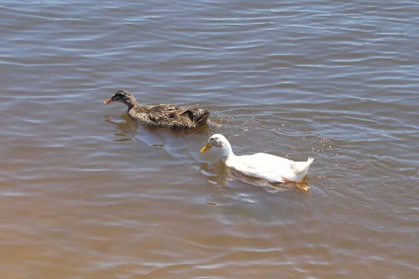 Bílý Americký Pekin Domácí Kachny Plavající Jezeře — Stock fotografie