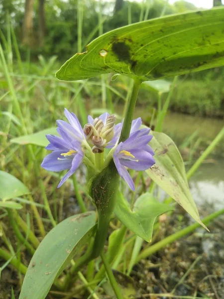 Eichhornia Pontederiaceae Familyasından Bir Çiçeği Bitkisi Cinsidir — Stok fotoğraf