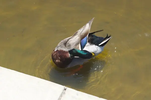 Una Toma Aérea Pájaro Mallard Agua —  Fotos de Stock