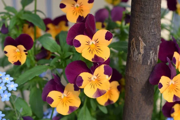 Close Amarelo Púrpura Pansies Crescido Jardim Primavera — Fotografia de Stock