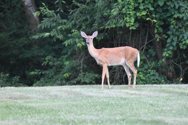 Adorable Key Deer Field — Stock Photo, Image