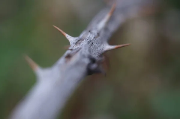 Closeup Thorny Branch Blurred Background — Stock Photo, Image