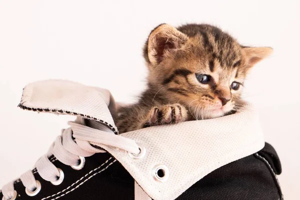 Closeup Shot Cute Sad Kitten Lying Sneaker White Background — Stock Photo, Image