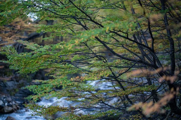 Närbild Träd Grenar Med Ett Vattenfall Bakgrunden — Stockfoto