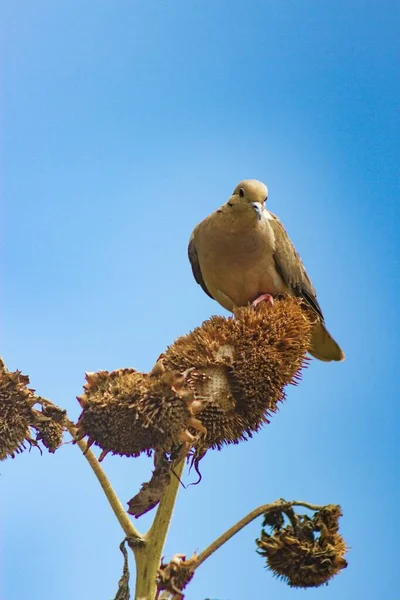 가을에 식물에서 해바라기씨를 비둘기 — 스톡 사진