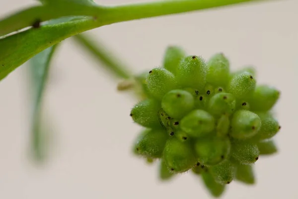 银莲花种子头 银莲花 在轻背景下分离 有复制空间 — 图库照片