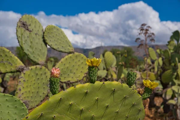 Bloeiende Stekelige Peren Van Verschillende Kleuren Stekelige Peren Veld Manfredonia — Stockfoto