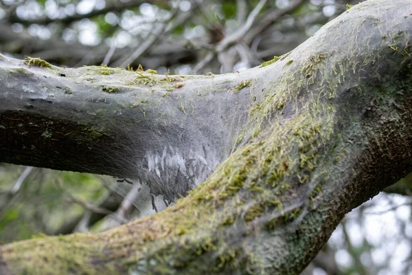 エルミン蛾の毛虫の保護絹の網に覆われた木 — ストック写真