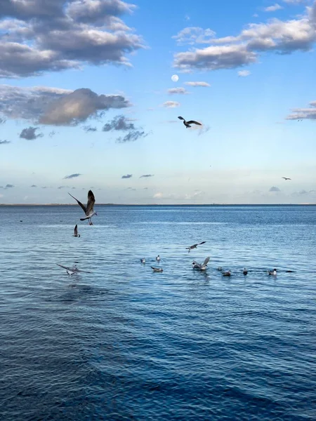 Flock Seagull Birds Fly Sea — Foto Stock