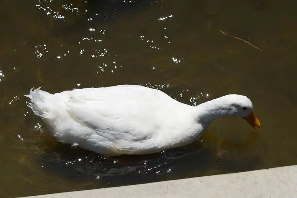 White American Pekin Duck Lake — Stock Photo, Image