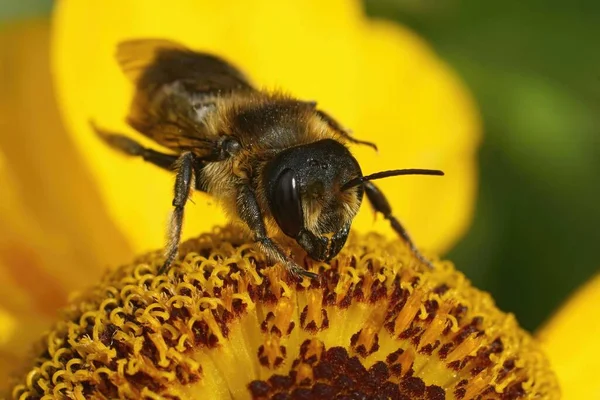 Closeup Female Willughby Leafcutter Bee Megachile Willughbiella Sitting Yellow Snnezeweed — Stock Photo, Image