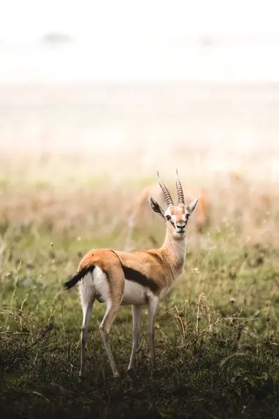 Eine Schöne Thompson Gazelle Natürlichem Lebensraum — Stockfoto