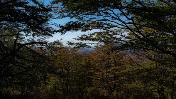Hustý Les Modrou Oblohou Pozadí Lemovaný Větvemi Stromů — Stock fotografie
