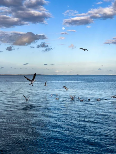 Flock Seagull Birds Fly Sea — Photo