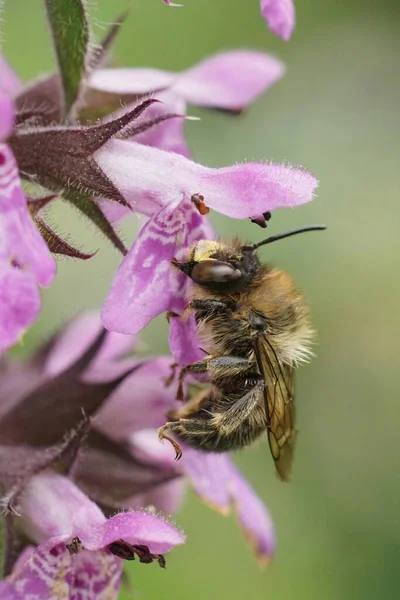 Vertical Closeup Fork Tailed Flower Bee Anthophora Furcata Purple Marsh — Stock Photo, Image