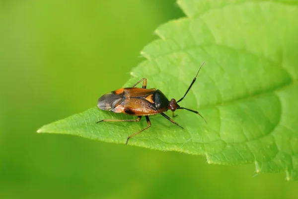 緑の背景を背景に庭の葉に座って 赤い斑点のあるミドリッド植物のバグ Deraecorisゴムに焦点を当てます — ストック写真