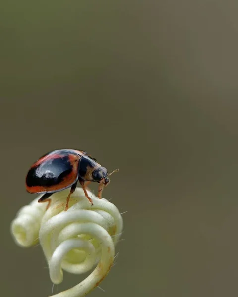 Küçük Bir Uğur Böceğinin Coccinellidae Bir Bitkiye Dikey Yakın Çekimi — Stok fotoğraf