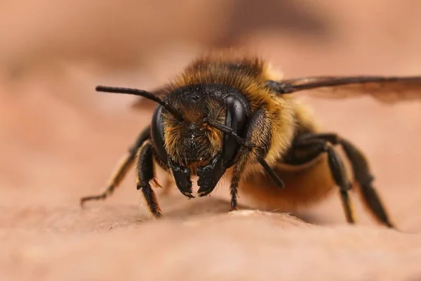 Dişi Willughby Yapraklı Arı Megachile Willughbiella Nın Yüzüne Bahçede Kurumuş — Stok fotoğraf