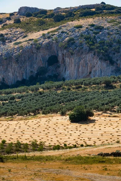 Горные Пейзажи Оливковыми Деревьями Собранными Злаками — стоковое фото
