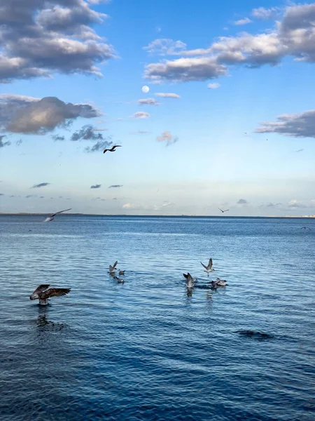Flock Seagull Birds Fly Sea — Fotografia de Stock