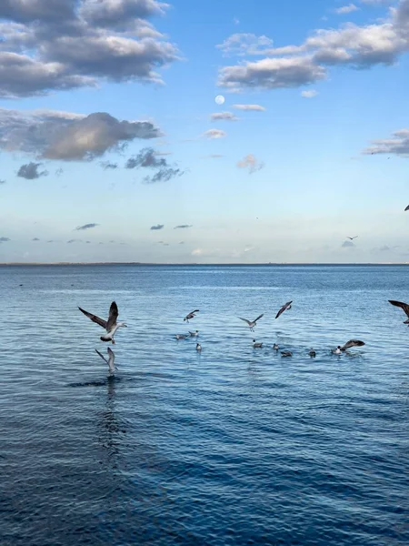Flock Seagull Birds Fly Sea — Stock Photo, Image
