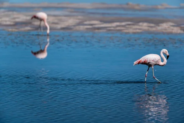 Ein Chilenischer Flamingo Phoenicopterus Chilensis Wasser Selektiven Fokus Ein Anderer — Stockfoto