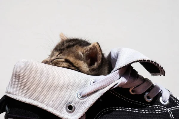 A closeup shot of a cute little kitty sleeping in a sneaker on a white background