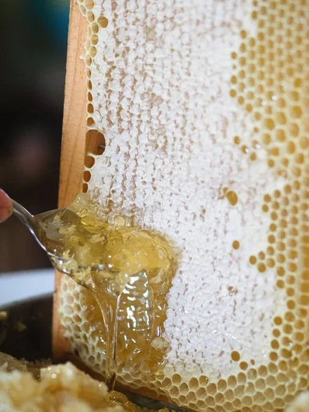 Natural Raw Honey Being Filtered Dripped Strainer Filter Our Bees — Stock Photo, Image