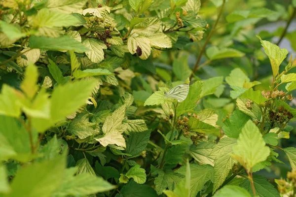 皮埃莉斯的餐巾被绿色脉络的白色遮掩着 它的翅膀紧闭在花园里灌木的浅绿色叶子中 — 图库照片
