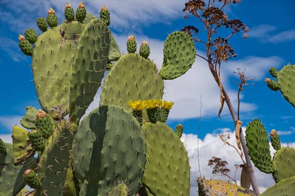 Blühende Kaktusfeigen Verschiedenen Farben Kaktusfeigen Feld Manfredonia Region Apulien Italien — Stockfoto