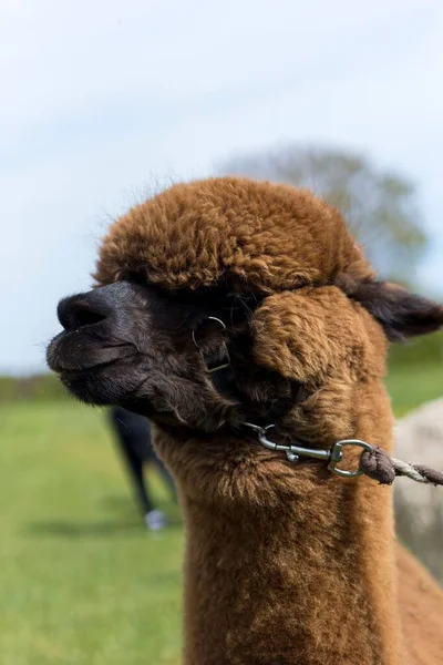 Vertikal Närbild Brun Alpacka Lama Pacos Med Koppel Grunt Fokus — Stockfoto