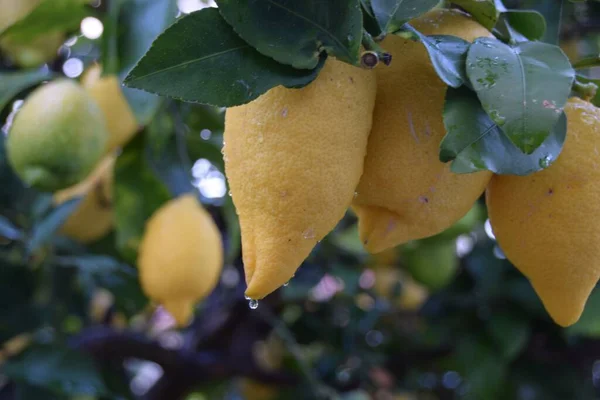 Sebuah Penutupan Lemon Tumbuh Pohon Dengan Air Menetes Dari Mereka — Stok Foto