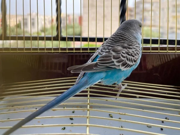 Petit Perroquet Dans Une Cage — Photo
