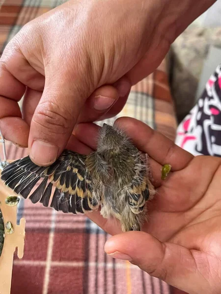 Een Persoon Met Twee Kleine Pasgeboren Vogels — Stockfoto