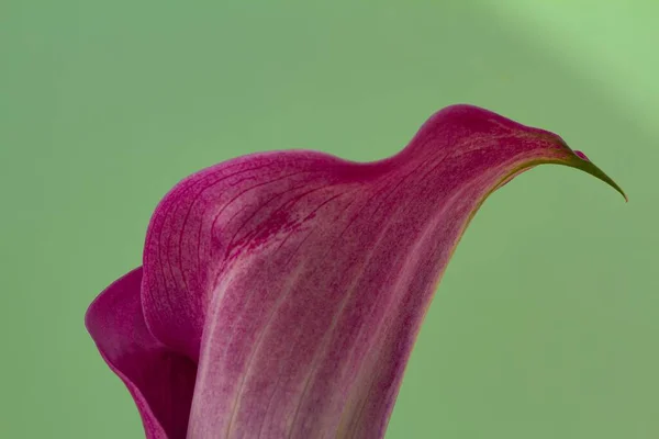 Zbliżenie Kwiatu Fioletowej Kalli Zantedeschia Zielonym Tle — Zdjęcie stockowe