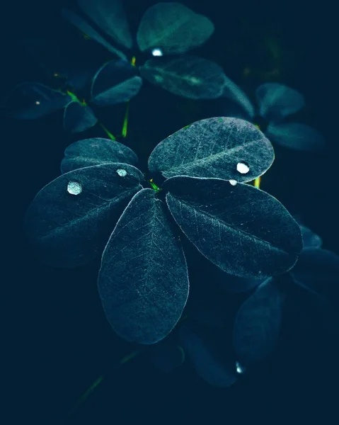 어두운 배경에 나뭇잎 — 스톡 사진