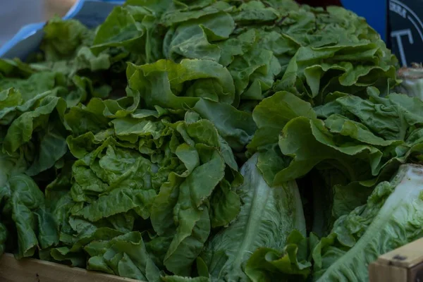 Close Group Lettuce Organic Market — Stock Photo, Image