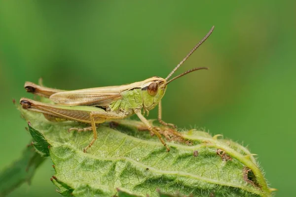 Closeup Common Meadow Grasshopper Pseudochorthippus Parallelus Sitting Top Leaf Field — Stock Photo, Image