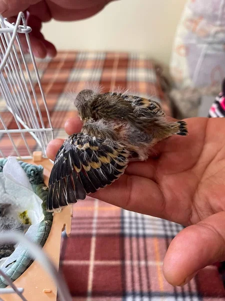 Person Holding Two Little Newborn Birds — Stock Photo, Image