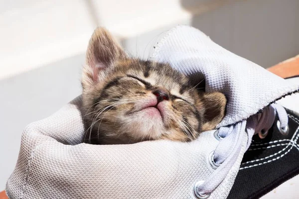Closeup Shot Cute Little Kitten Sleeping Sneaker Table — Stock Photo, Image