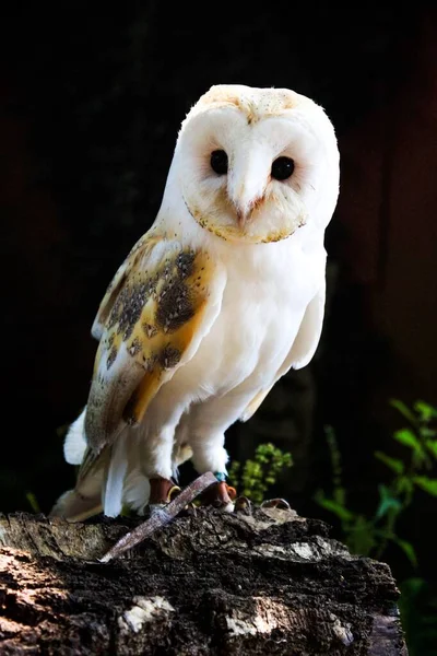Vertical Closeup Shot Beautiful Barn Owl Dark Background — Stock Photo, Image